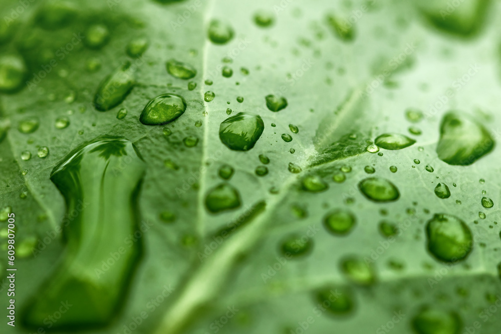 Rain drops on fresh leaf. Nature Concept. Environmental Care and Sustainable Resources.