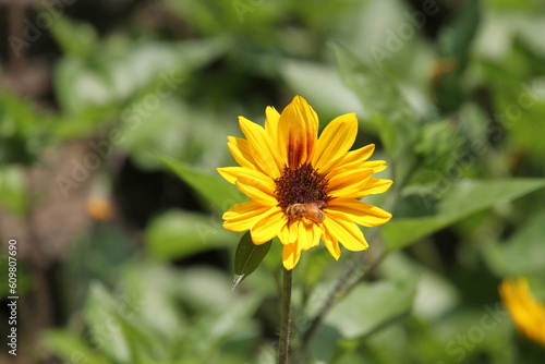 bee on yellow flower