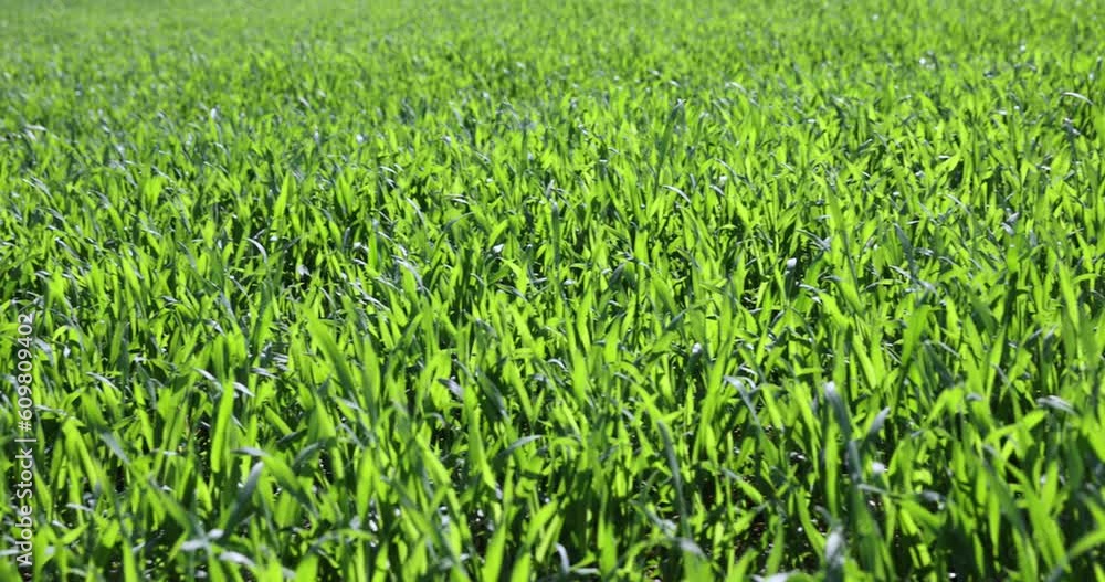 agricultural field with green wheat in the spring season, green young wheat in the spring season in sunny weather agricultural field with green wheat in the spring season, green young wheat in the spring season in sunny weather