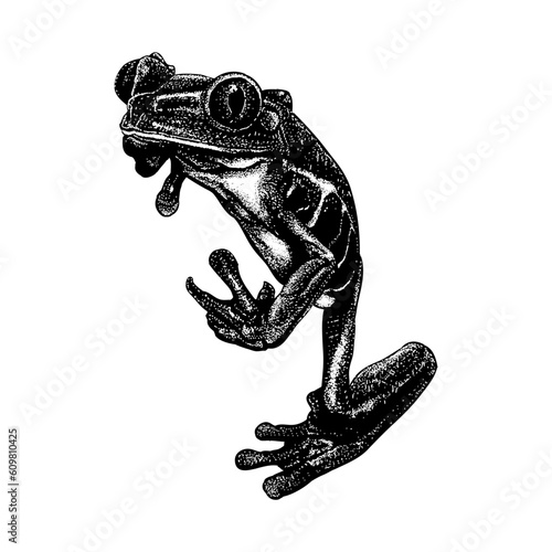 Red-Eyed Tree Frog hand drawing vector isolated on background.