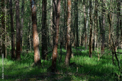 Sunlight and shadows on the trees on a May morning. Moscow region Russia