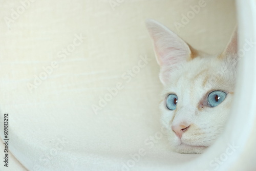 cat in the tunnel