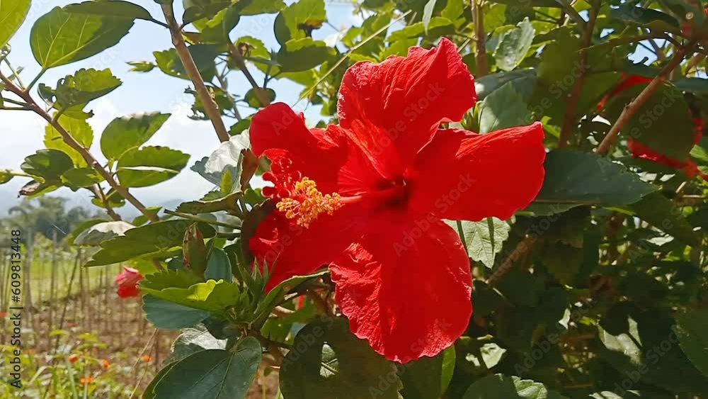 Hibiscus rosa-sinensis, known colloquially as Chinese hibiscus, China ...