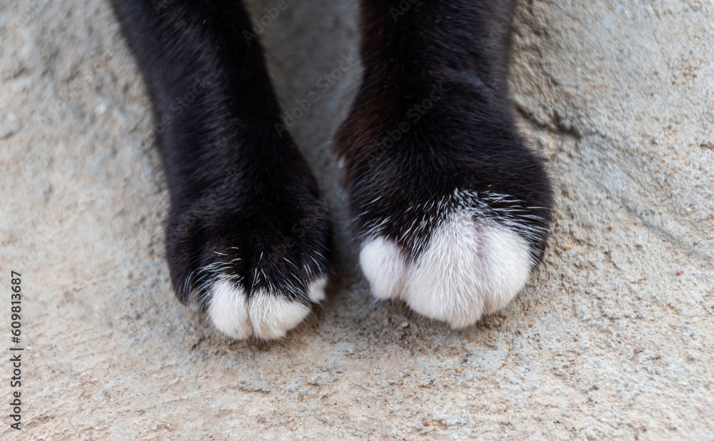 Black cat foot was bitten by poisonous insect