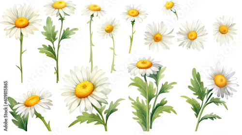 exquisite watercolor daisies in various sizes isolated on a transparent background for design layouts