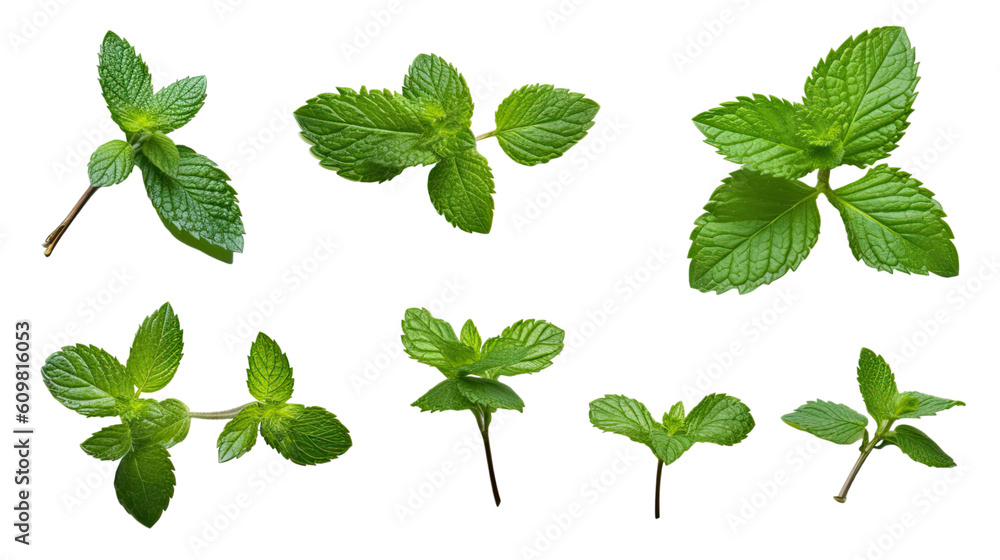 sprigs of mint in various sizes and positions isolated on a transparent background for design layouts sprigs of mint in various sizes and positions isolated on a transparent background for design layouts