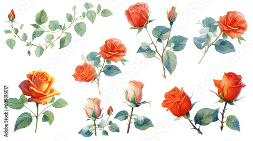roses in various sizes and positions isolated on a transparent background for design layouts