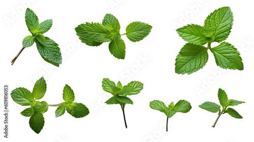 sprigs of mint in various sizes and positions isolated on a transparent background for design layouts