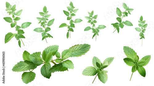 sprigs of mint in various sizes and positions isolated on a transparent background for design layouts