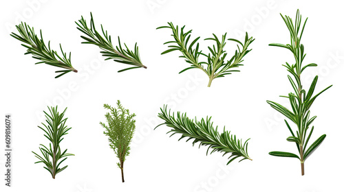 sprigs of rosemary in various sizes and positions isolated on a transparent background for design layouts