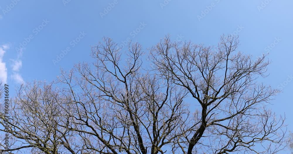 old oak in early spring without green foliage, blooming old oak in early spring in sunny weather old oak in early spring without green foliage, blooming old oak in early spring in sunny weather