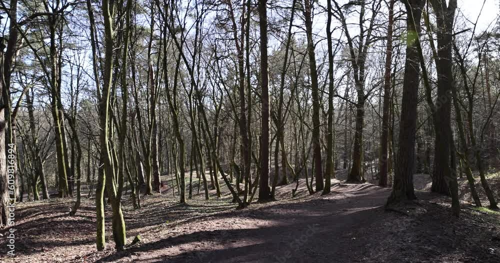hilly territory with trees without foliage in the spring season, hilly territory of the park with bare trees and last year's dry foliage hilly territory with trees without foliage in the spring season, hilly territory of the park with bare trees and last year's dry foliage