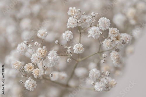 Gypsophila dry little white flowers light beige neutral colors macro © Tanaly