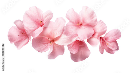 elegant cherry blossom petals isolated on a transparent background for design layouts photo