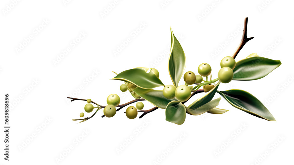 mystical mistletoe isolated on a transparent background for design layouts mystical mistletoe isolated on a transparent background for design layouts