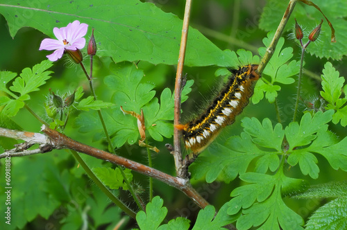 Close-Up of a Caterpillar of the Drinker Moth Climbing up a Stem in it's Natural Habitat with a Beautiful Pink Flower and Green Leaves. View from Above. (Euthrix Potatoria) photo