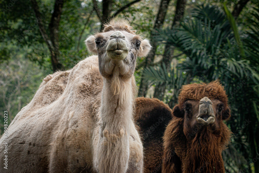 Fototapeta premium camel in the zoo