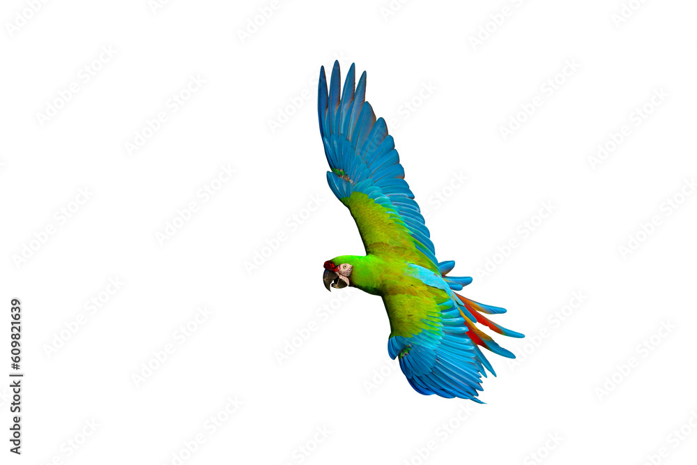 Colorful flying parrot isolated on transparent background png file