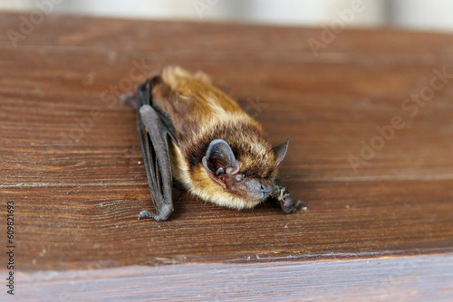 The parti-coloured bat or rearmouse Vespertilio murinus is a species of vesper bat photo