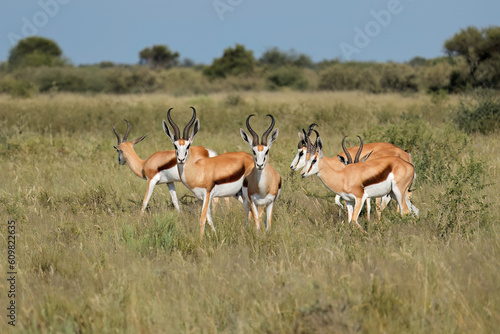 Springbok antelopes (Antidorcas marsupialis) in natural habitat, South Africa. photo