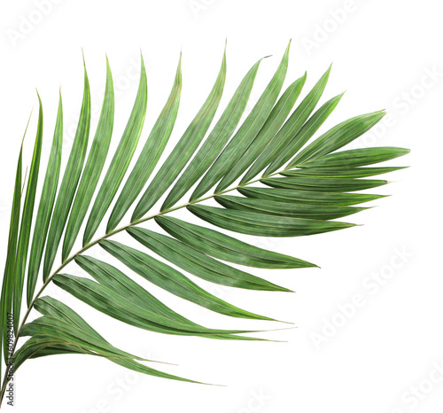 Fotobehang tropical green palm leaf on transparent background png file