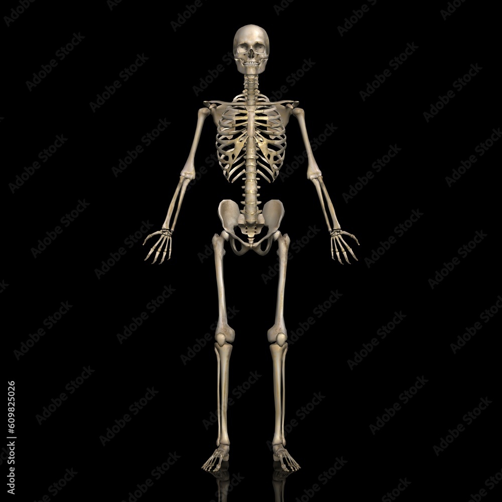 男性の全身骨格図・モデル２・正面から（黒背景）