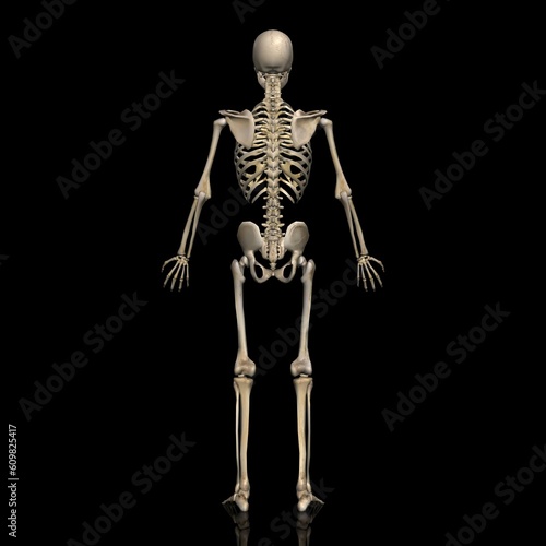 男性の全身骨格図・モデル２・背面から（黒背景） © Galileo-Giken