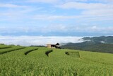 Hut in the rice field