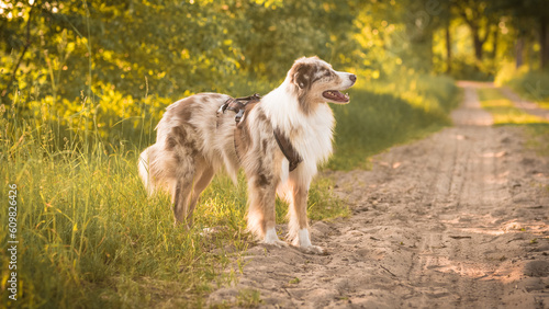 Hund Australian Shepherd stehend Nahaufnahme Wald Abendlicht Sonne Sonnenuntergang Outdoor