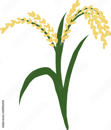 rice ear