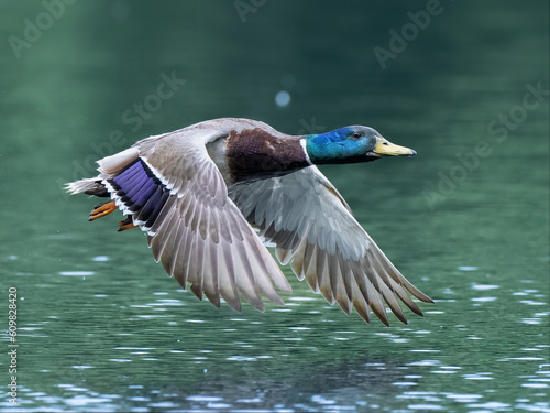 Mallard duck in flight © mark