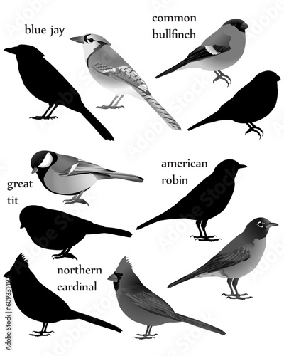Collection of birds in black-white image and silhouette:  american robin, blue jay, common bullfinch (eurasian bullfinch), great tit, northern cardinal (redbird, red cardinal)