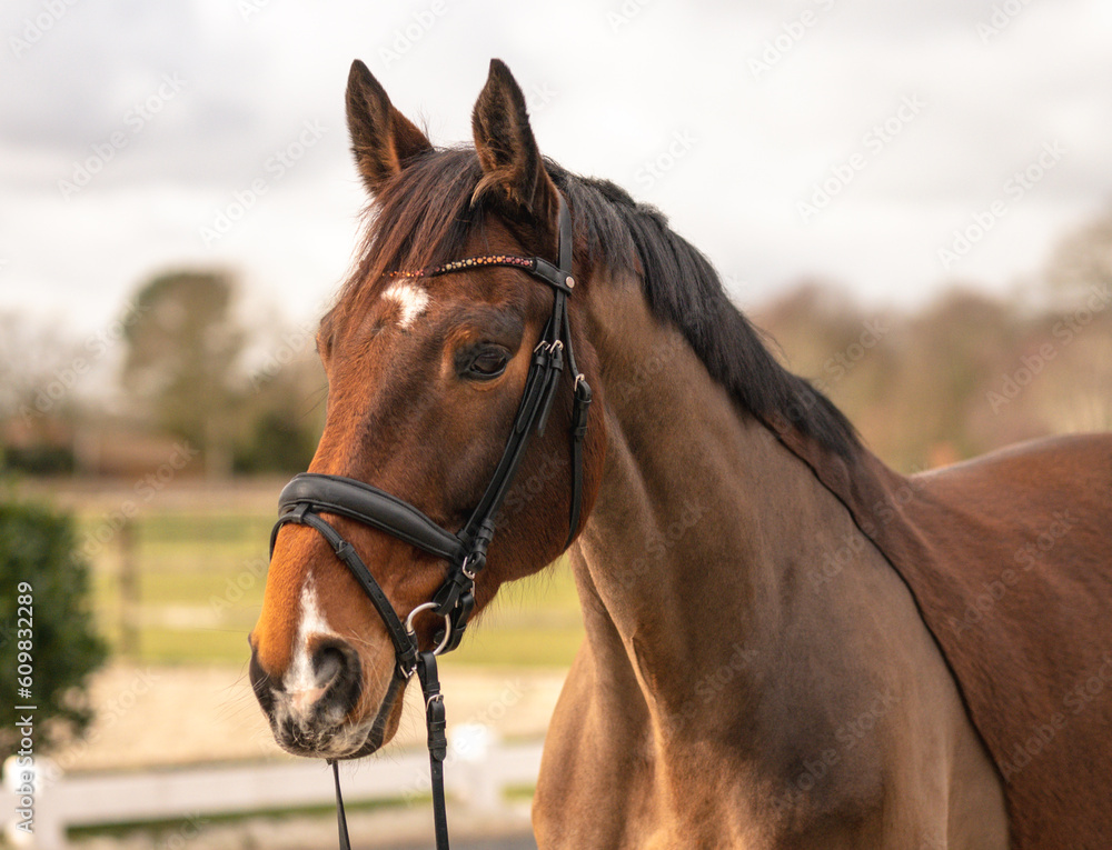 Obraz premium Pferd Gesicht Nahaufnahme Wald Abendlicht Sonne Sonnenuntergang Outdoor Halfter Warmblut Braun