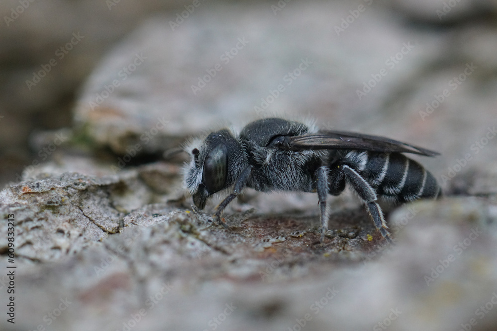 Fototapeta premium Closeup on a female Viper's Bugloss hooked small mason solitary bee, Hoplitis adunca