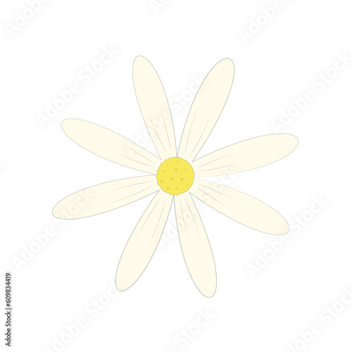 Chamomile flower. Design element to create a summer mood. Vector illustration.