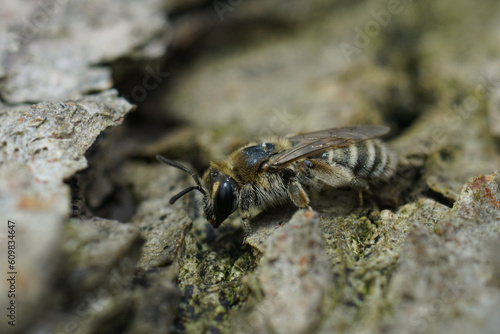 Closeup on a female of the rarely photograhped small mining bee, Andrena farinosus sitting on wood