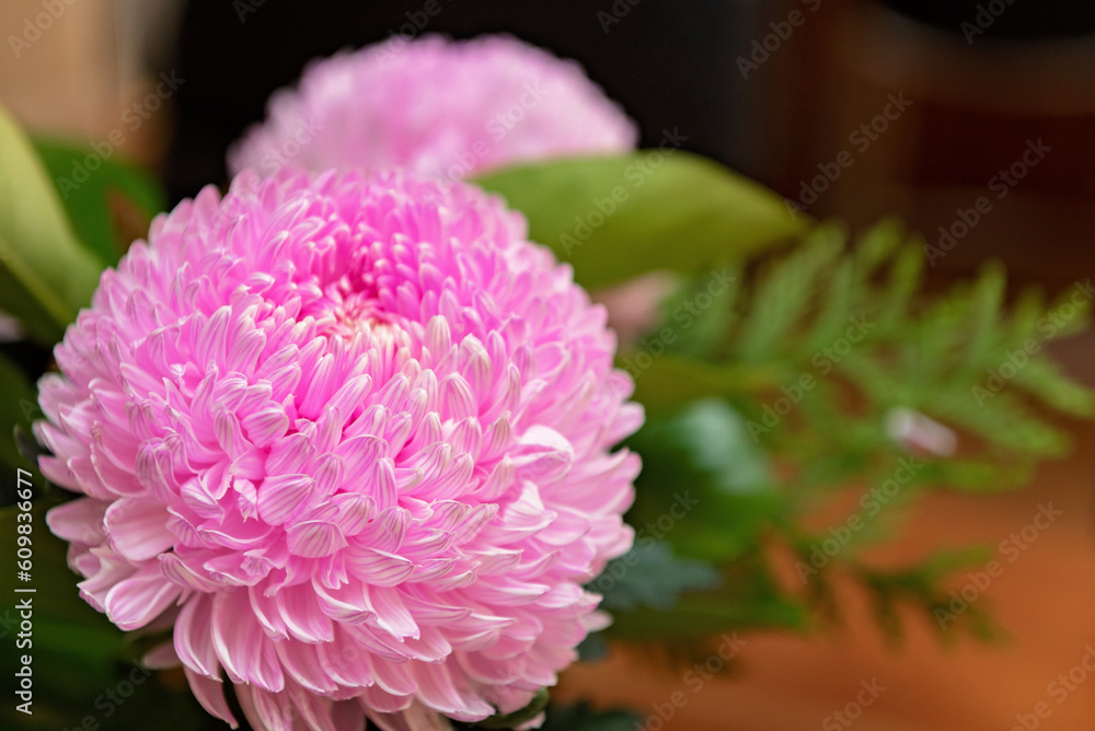 pink dahlia flower