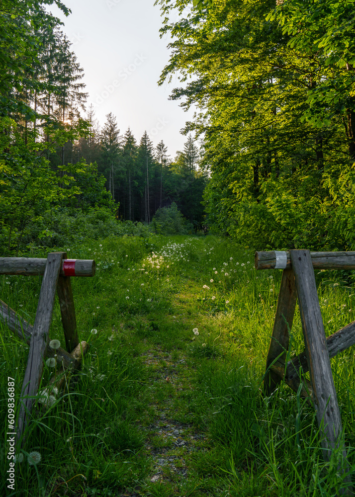 Scene with forest path. Panorama of the forest with a path, Beautiful puffy dandelions, wooden fence. Summer morning