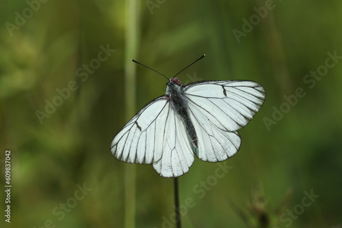 Photos A rare Black-veined White Butterfly, Aporia crataegi, nectaring on a wildflower