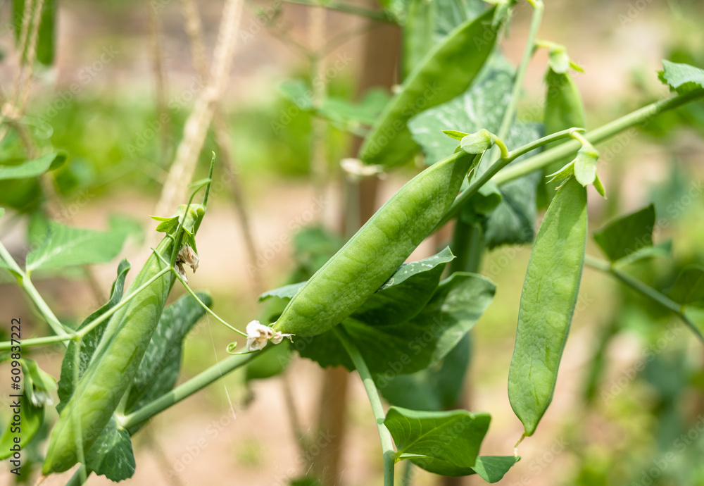Growing pea fruit, close-up, vegetable garden, organic farm Growing pea fruit, close-up, vegetable garden, organic farm