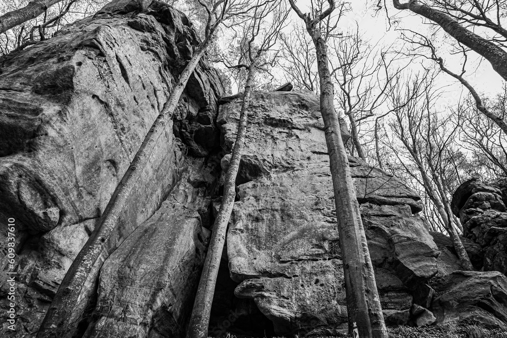 black and white giant rock in a forest. bottom view of giant tree in
