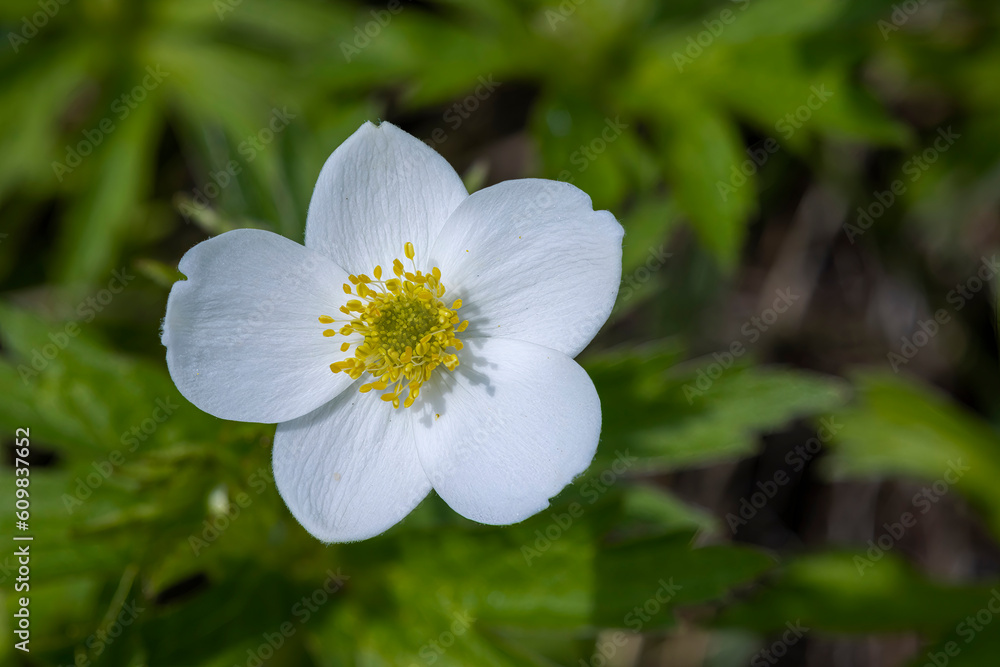 An Anemone parviflora flower, the northern anemone, or small-flowered anemone, is a herbaceous flowering plant species in the buttercup family Ranunculaceae. An Anemone parviflora flower, the northern anemone, or small-flowered anemone, is a herbaceous flowering plant species in the buttercup family Ranunculaceae.
