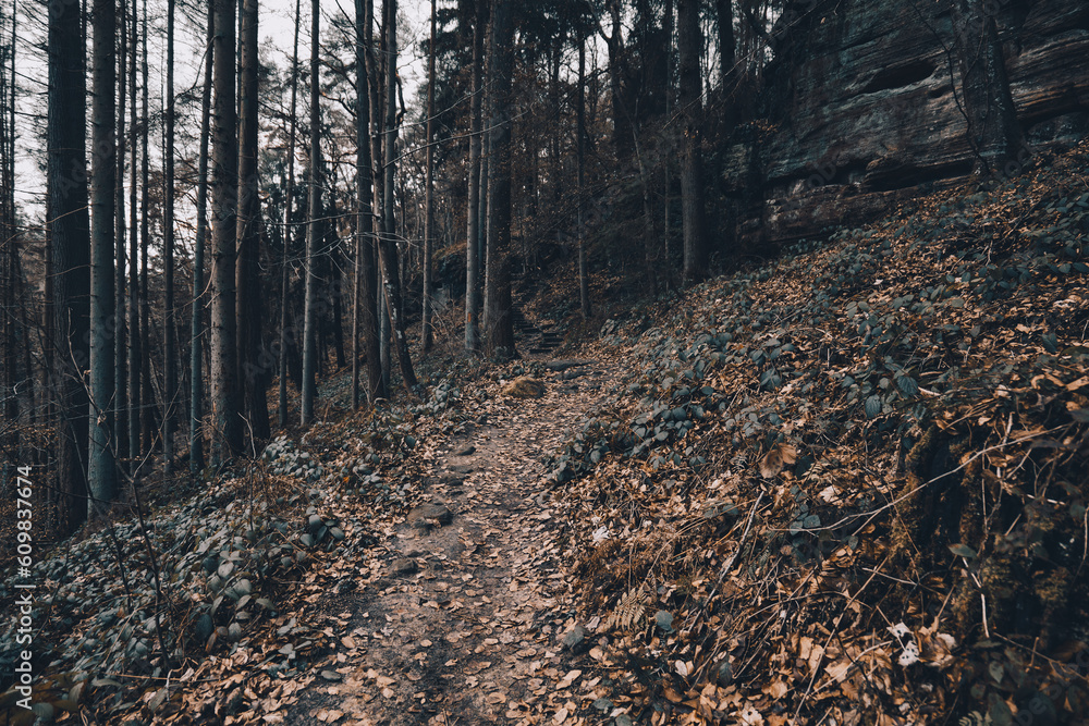 footpath in a forest in autumn. path in creepy forest. cinematic looking autumnal forest. walk in a forest in autumn footpath in a forest in autumn. path in creepy forest. cinematic looking autumnal forest. walk in a forest in autumn