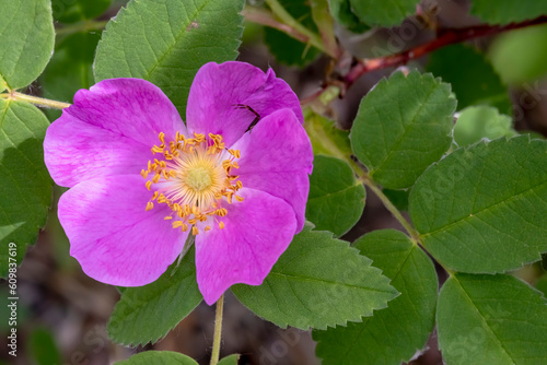 A close up to a Rosa nutkana or a wild rose which is a perennial shrub in the rose family. photo