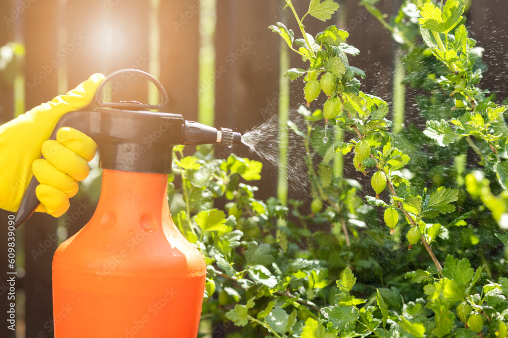 Spraying Pesticides to Berry Bush in Garden. Farmer with Protective