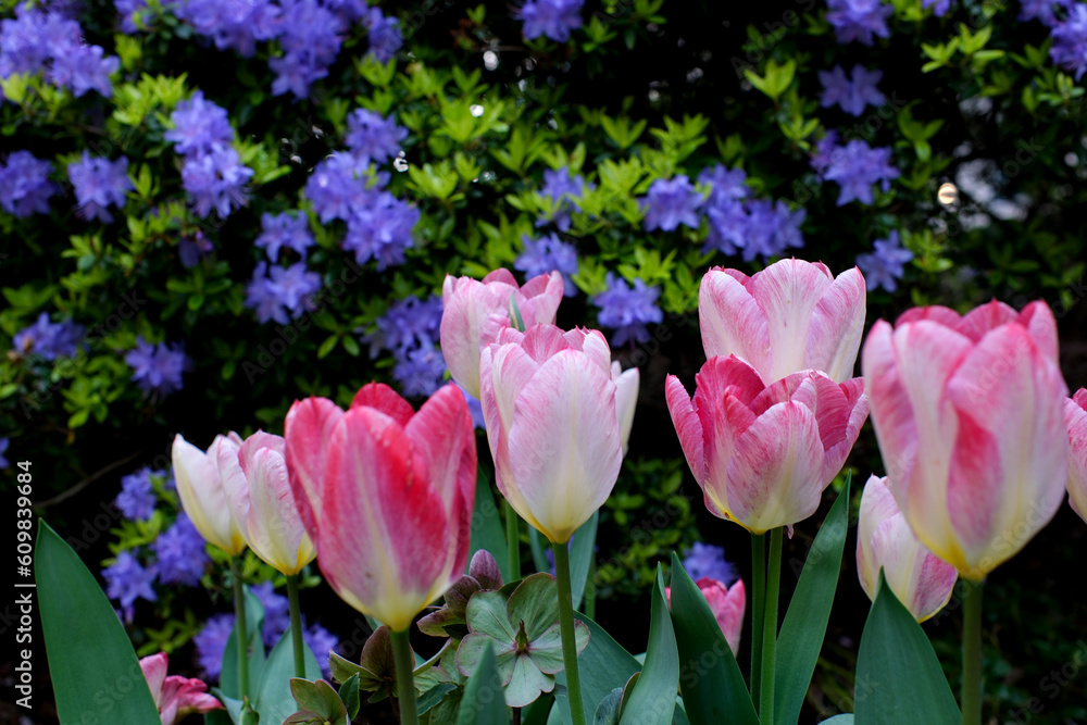 Tulips in the wind in Sunny summer weather. Flowers in the wild. Flora. High quality 4k footage