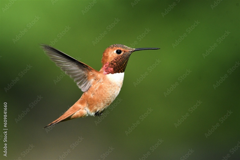Fototapeta premium hummingbird on a branch