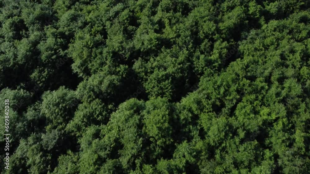 I fly above a green deciduous forest. The jungle filmed from above I fly above a green deciduous forest. The jungle filmed from above