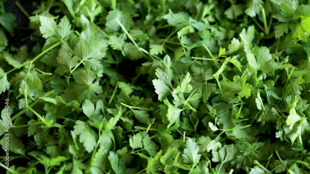 green fresh background of fresh natural parsley green fresh background of fresh natural parsley