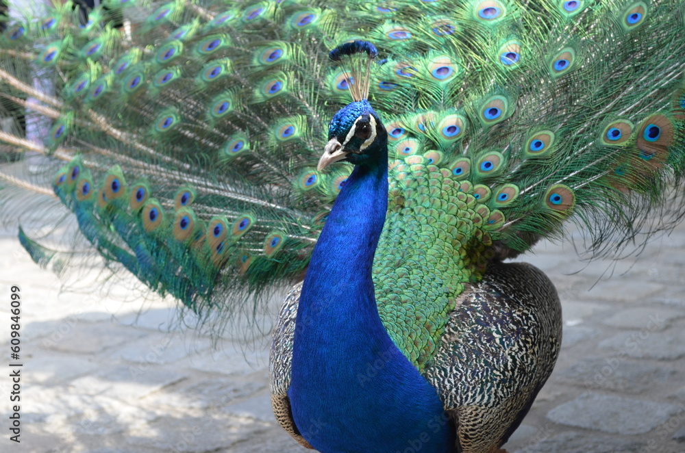 Obraz premium peacock with feathers out